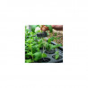 Propagator X-stream 120 site